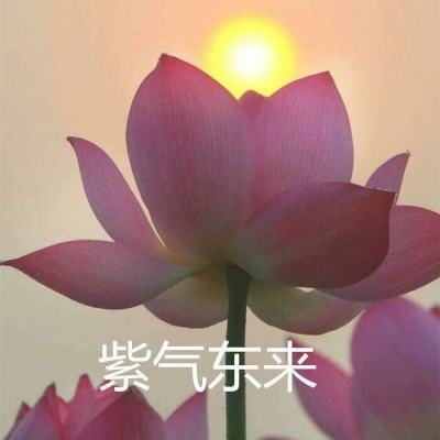 后宫三国破解版下载
